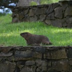 Mike Cistulli 3rd Annual Golf Tournament_ 211.JPG